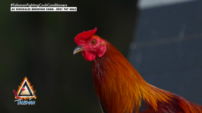 Teofilo Gonzales ng AC Gonzales Breeding Farm Ibabahagi ang mga Teknik at Pamamaraan sa Pagpapalahi ng mga Manok-panabong sa Talisman Gilas at Lakas August 10, 2024